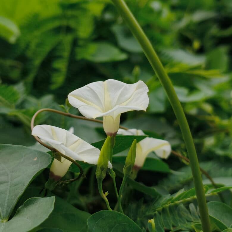 Foto asli — bunga di halaman