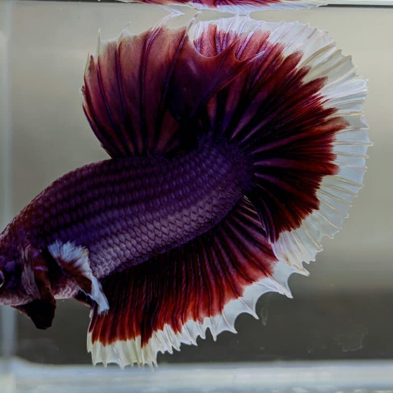 Foto asli — aquarium di rumah