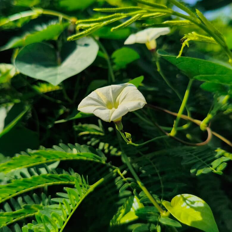 Foto asli — tanaman di halaman